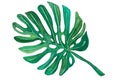 Monstera leaf, watercolor illustration Royalty Free Stock Photo