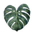 Monstera leaf. Watercolor illustrations isolated on white background Royalty Free Stock Photo
