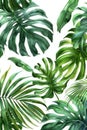 Monstera Leaf, Watercolor tropical Border, watercolor illustration, isolated on solid white background Royalty Free Stock Photo