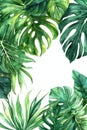 Monstera Leaf, Watercolor tropical Border, watercolor illustration, isolated on solid white background Royalty Free Stock Photo