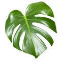 Monstera leaf on white. Exotic tropical plant Royalty Free Stock Photo