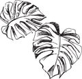 Monstera leafs hand-drawn ink sketch Royalty Free Stock Photo