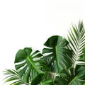 Monstera leave on color background with copy space