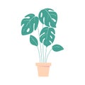 Monstera leave. Home tropic plant in pot. Exotic leaf of palm