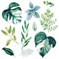 Monstera leaves and adiantum, Watercolor bright greenery