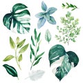 Monstera leaves and adiantum, Watercolor bright greenery collection