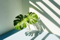Monstera Leaves in Glass Vase with Dramatic Light and Shadow Play Royalty Free Stock Photo