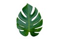 Monstera leaves leaves with Isolate on white background Leaves on white Royalty Free Stock Photo