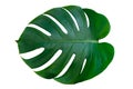 Monstera leaves leaves with Isolate on white background Leaves on white