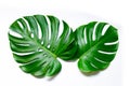 Monstera leaves leaves with Isolate on white background Leaves on white Royalty Free Stock Photo