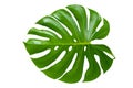 Monstera leaves leaves with Isolate on white background Leaves on white Royalty Free Stock Photo