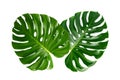 Monstera leaves leaves with Isolate on white background Leaves on white Royalty Free Stock Photo