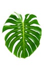 Monstera leaves leaves with Isolate on white background Leaves on white Royalty Free Stock Photo