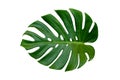 Monstera leaves leaves with Isolate on white background Leaves on white Royalty Free Stock Photo