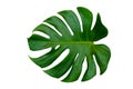 Monstera leaves leaves with Isolate on white background Leaves on white Royalty Free Stock Photo