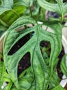 Monstera Leaves