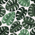 Monstera leaves seamless pattern. Beautiful large foliage of tropical or house plant light, middle and dark textured
