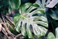 Monstera leaves with texture, Tropical natural background. Split-leaf philodendron, tropical foliage. Abstract natural Royalty Free Stock Photo