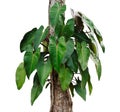 monstera leaves on tree isolate on white background Royalty Free Stock Photo