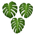 Monstera leaves tropical plant collections, realistic design illustration