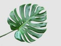 Monstera leaves on white background.Tropical,botanical Royalty Free Stock Photo