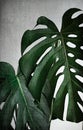 Monstera leaves on white background vintage grunde toned.