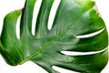 Monstera Liana. Big green leaf on a white background. Macro Royalty Free Stock Photo