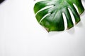 Monstera Liana. Big green leaf on a white background. Macro Royalty Free Stock Photo