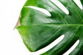 Monstera Liana. Big green leaf on a white background. Macro Royalty Free Stock Photo