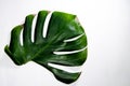 Monstera Liana. Big green leaf on a white background. Macro Royalty Free Stock Photo