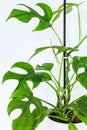 Monstera minima rhapidophora tetrasperma plant. Royalty Free Stock Photo