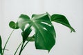 Monstera in a modern interior, the concept of minimalism Royalty Free Stock Photo
