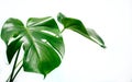 Monstera in a modern interior, the concept of minimalism Royalty Free Stock Photo