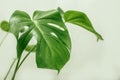 Monstera in a modern interior, the concept of minimalism Royalty Free Stock Photo