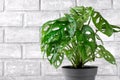 Monstera Monkey Mask houseplant Royalty Free Stock Photo