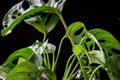 Monstera monkey mask monstera adansonii on a dark background.