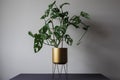 Monstera monkey mask plant in golden flower pot on plant stand