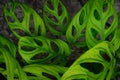 Monstera obliqua. leaves of the Monstera obliqua ornamental plant. green leaves background. Royalty Free Stock Photo