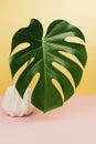 Monstera palm leaf on pink background, pink vase