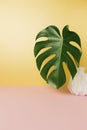 Monstera palm leaf on pink background, pink vase