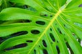 Monstera palm leaves background for interior decor. Green tropical leaf texture.Jungle, botany, vegetation concept. Royalty Free Stock Photo