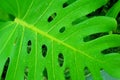 Monstera palm leaves background for interior decor. Green tropical leaf texture.Jungle, botany, vegetation concept. Royalty Free Stock Photo