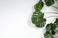 Monstera or Palm Leaves Summer Minimal White Background. Space for Text. Copyspace with Tropical Floral. Green Leaf Royalty Free Stock Photo