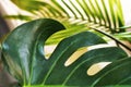 Monstera and palm plant leaves background