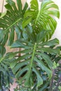 Monstera palm or split-leaf philodendron plant leaves closeup Royalty Free Stock Photo