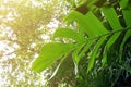 Monstera philodendron climbing plant on forest tree, soft focus