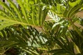 Monstera philodendron close up Royalty Free Stock Photo