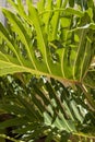 Monstera philodendron close up Royalty Free Stock Photo