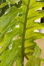 Monstera philodendron close up Royalty Free Stock Photo