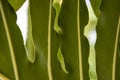 Monstera philodendron close up Royalty Free Stock Photo